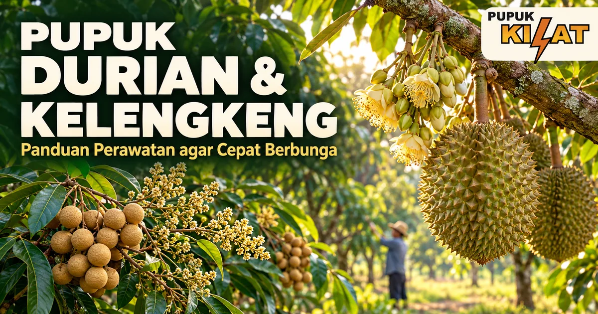 Pupuk untuk Durian dan Kelengkeng agar Cepat Berbunga