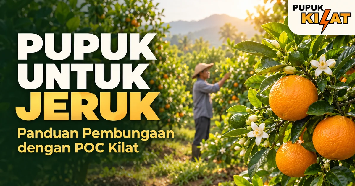 Pupuk untuk Jeruk: Cara Membuat Jeruk Cepat Berbunga dengan POC Kilat
