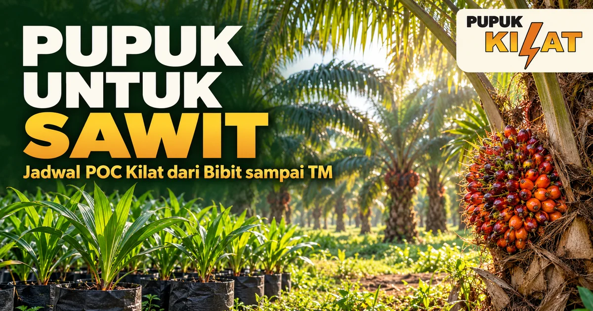 Pupuk untuk Sawit: Jadwal POC Kilat dari Bibit sampai TM